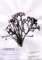 藏品(Chondrus elatus Holmes)的圖片